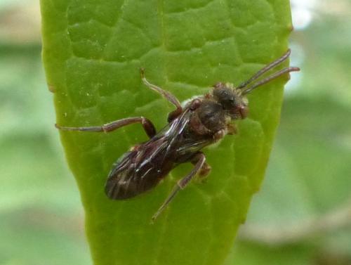 Réf. 254 957 : Nomada sp.